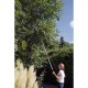 Draper Expert Tree Pruner with Telescopic Handle 32mm Diameter
