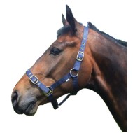 Economy Nylon Headcollar Economy Nylon Headcollar