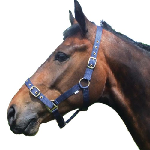 Economy Nylon Headcollar