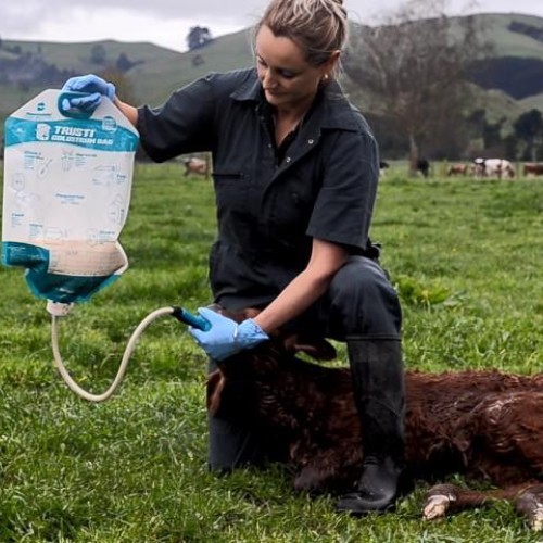 Trusti Colostrum Bag 4l Set - 5 Pack