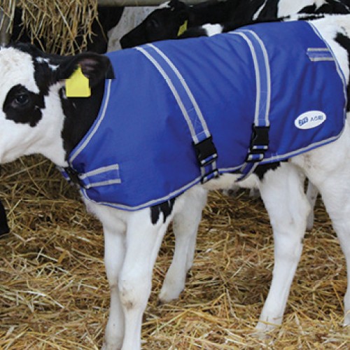 JFC Calf Blue Jacket Large CJ-02