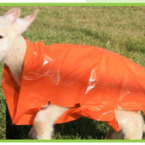 Ritchey Lamb Covers Single Lamb Biodegradable Orange 100 Pack