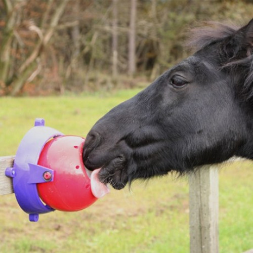 Lickit Tongue Twister