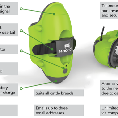 Moocall Calving Sensor