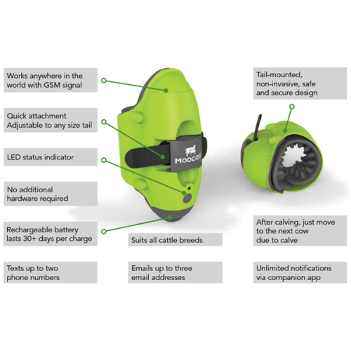 Moocall Calving Sensor