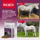 Red Mills Define and Shine 