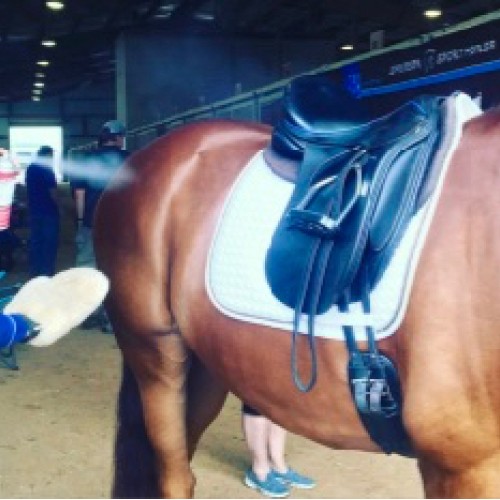 Shapleys Hi Gloss Finishing Spray