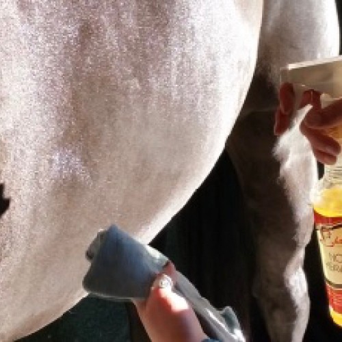 Shapleys Heavy Oil No.2