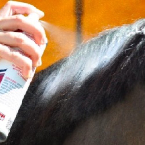 Shapleys Mane Mousse Spray 14Oz