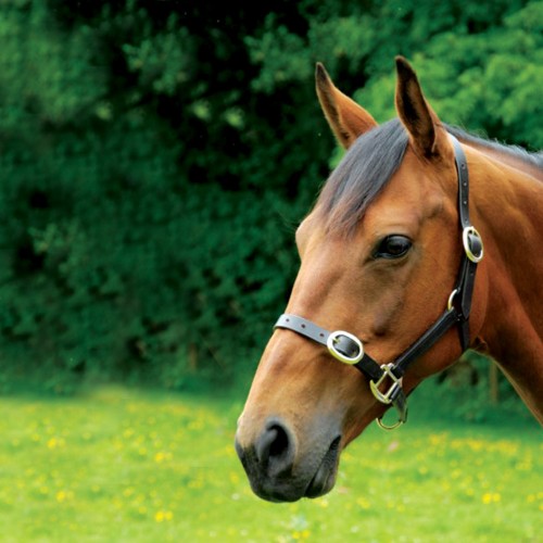 Classic Latigo Leather Headcollar