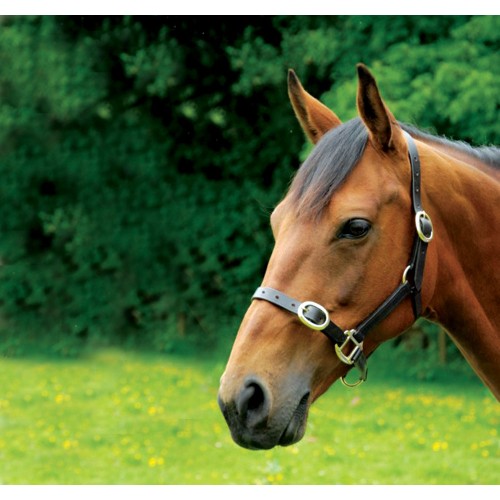 Classic Latigo Leather Headcollar