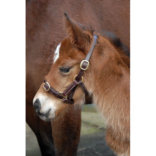 Classic Latigo Leather Foal Headcollar