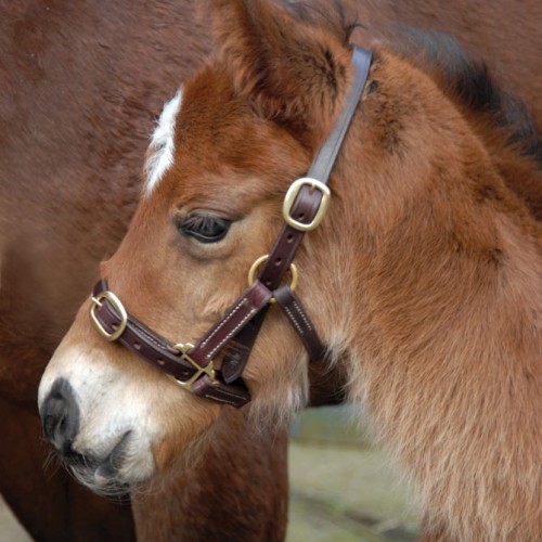 Classic Latigo Leather Foal Headcollar